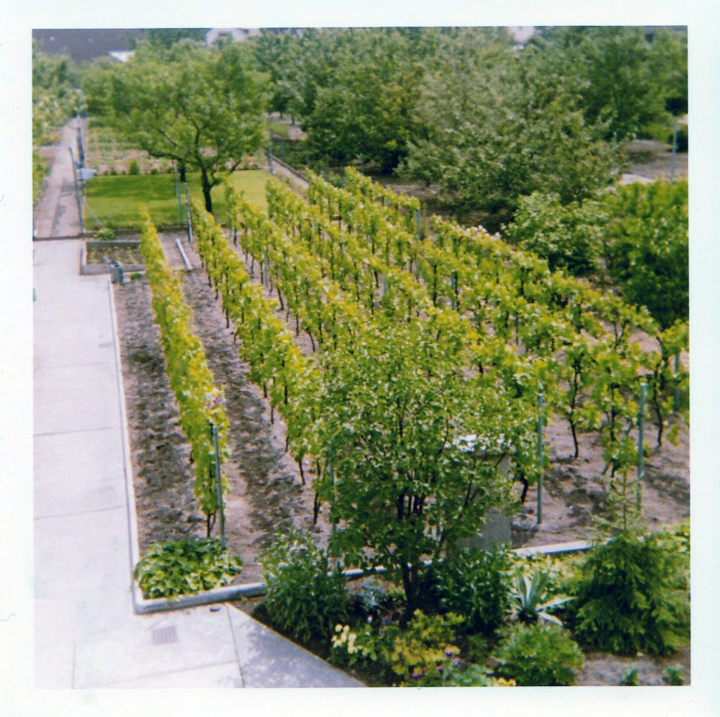 Blick in einen Garten der Nebenerwerbssiedlung, hier von Familie Schumacher: Reben, deren Trauben zu Wein wurden, hinten links das eingefasste Frühbeet, danach eine Rasenfläche mit Pfirsichbäumen. In der Ferne, entlang des Weges, folgen Gemüsebeete. 